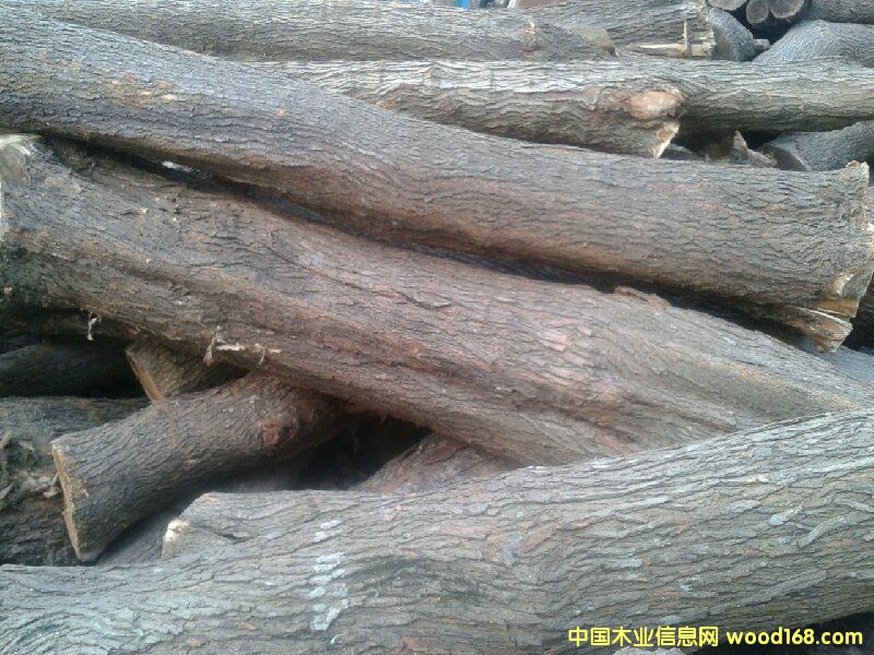 桑樹的詳細(xì)介紹