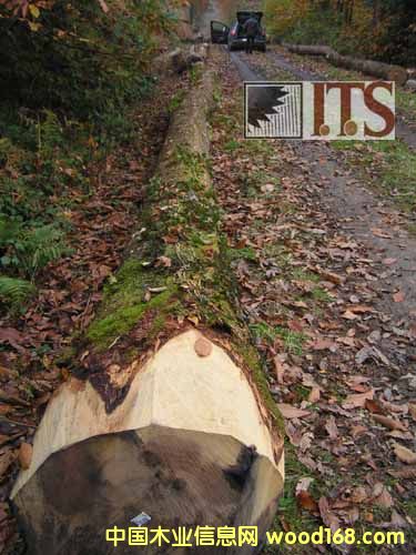 ��ľ��Ԕ��(x��)��B