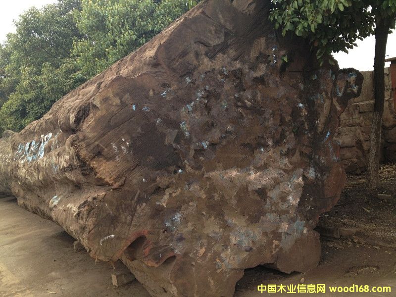 巴花的詳細(xì)介紹