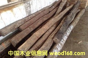 ��t��֦�����ϣ��L(zh��ng)��3��-4�� ��Ʒ