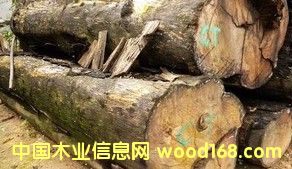 ������tľ