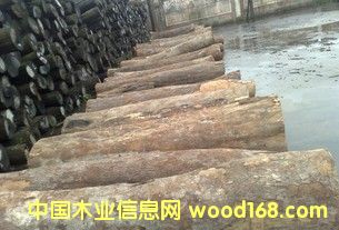 �M�� Ƥ�� ԭľ