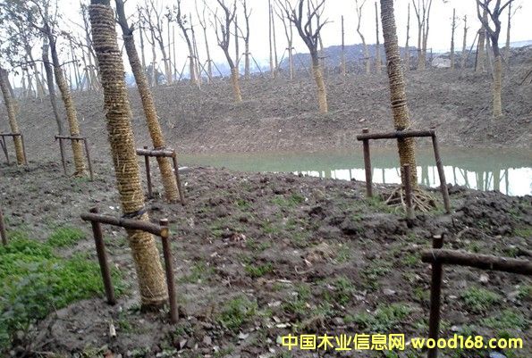 �G������ľ��