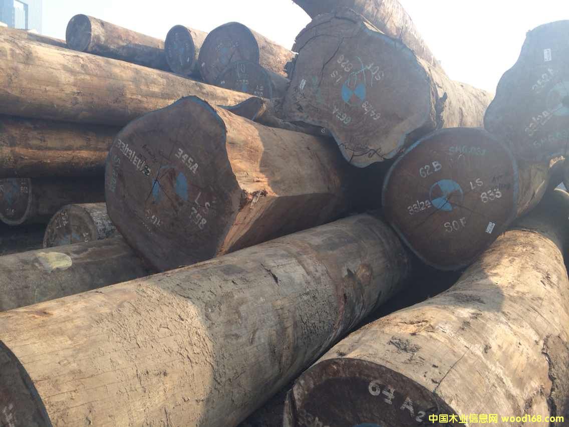 ɳ����/SAPELLI