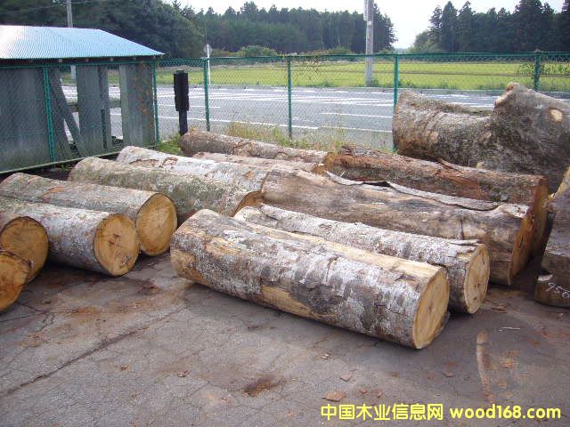 �ձ���ľԭľ��Ԕ����B