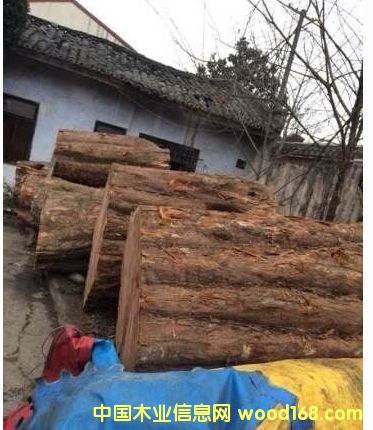 紅豆杉的詳細介紹