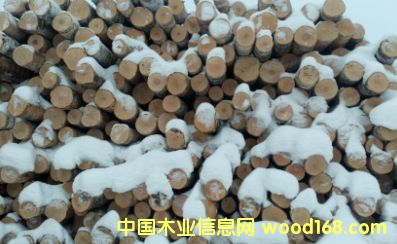 ���_˹���м���ľ3