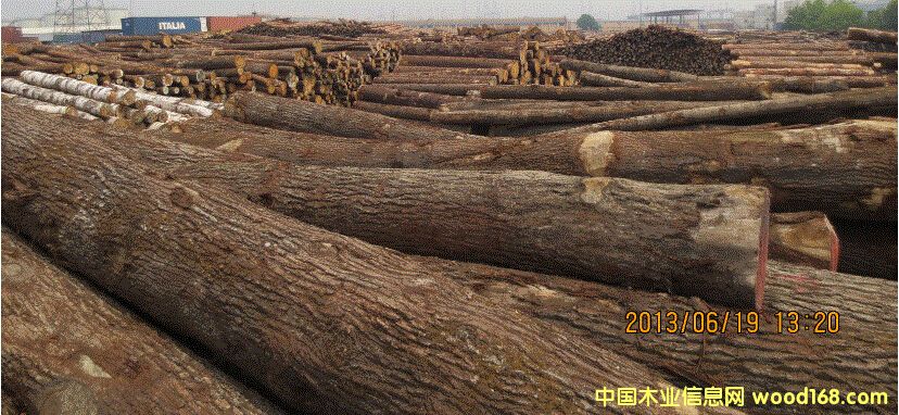 歐洲白橡的詳細(xì)介紹