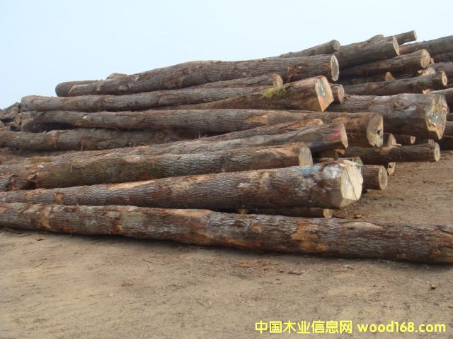 歐洲白橡的詳細(xì)介紹