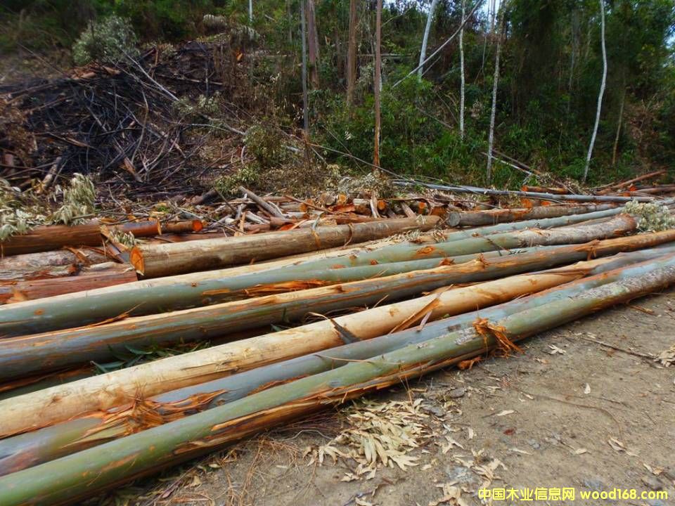 �M(j��n)�����ԭľ