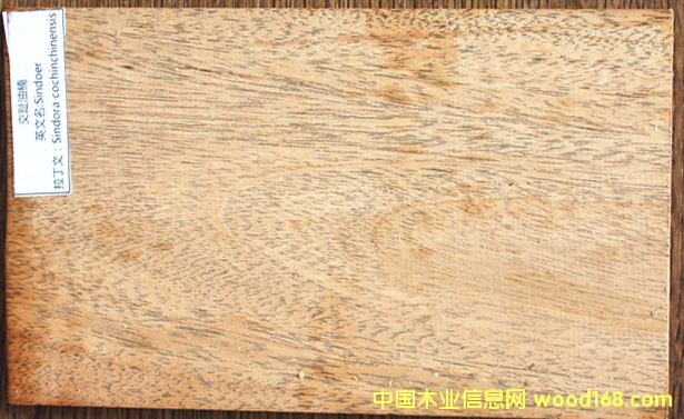 交趾油楠的詳細(xì)介紹