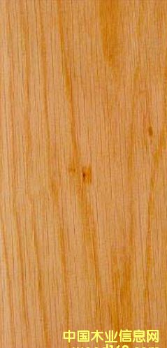 白橡木的詳細介紹