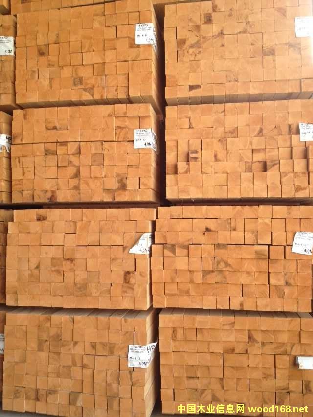 北美鐵杉的詳細(xì)介紹