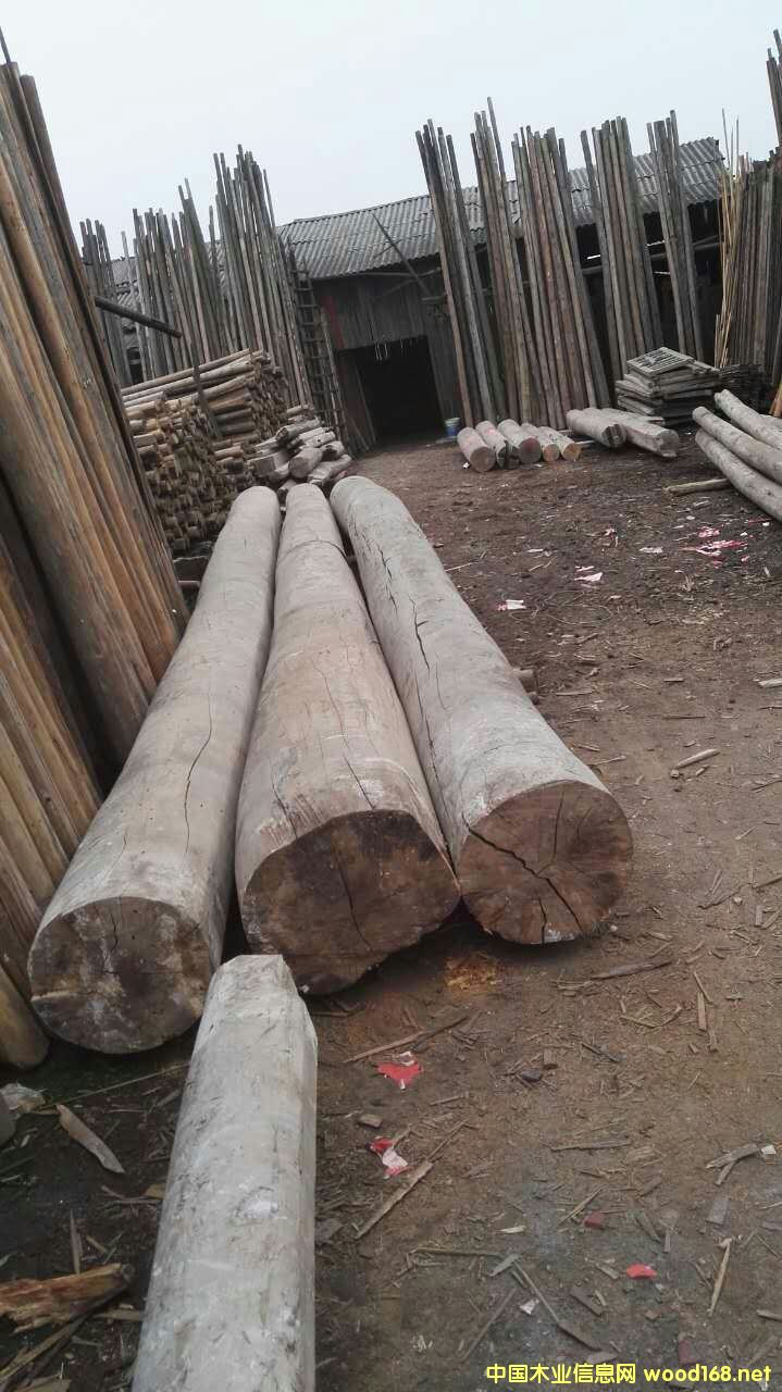 木的詳細(xì)介紹