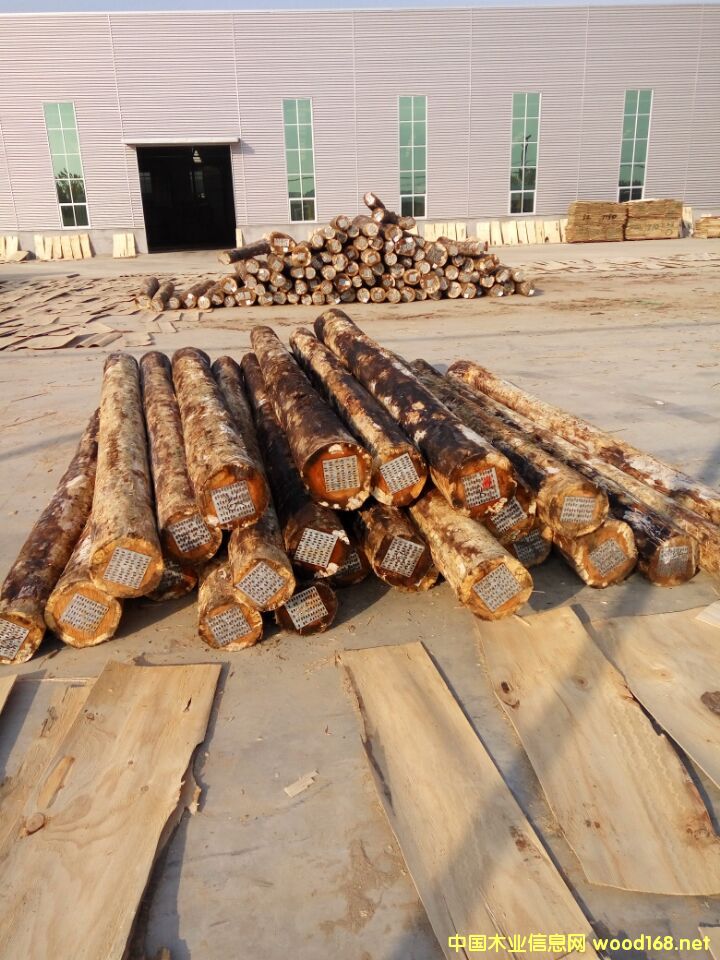 [��] ������ľ