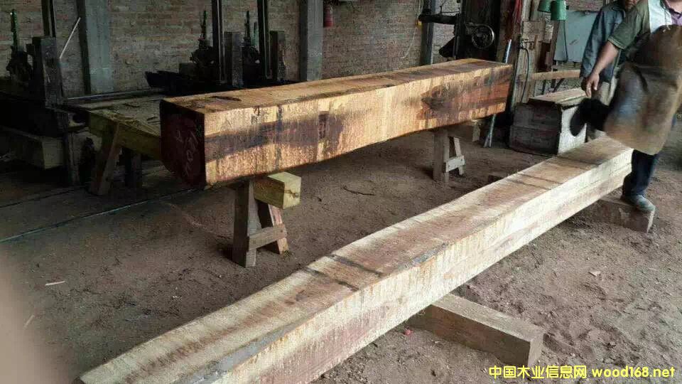 軍刀豆的詳細(xì)介紹