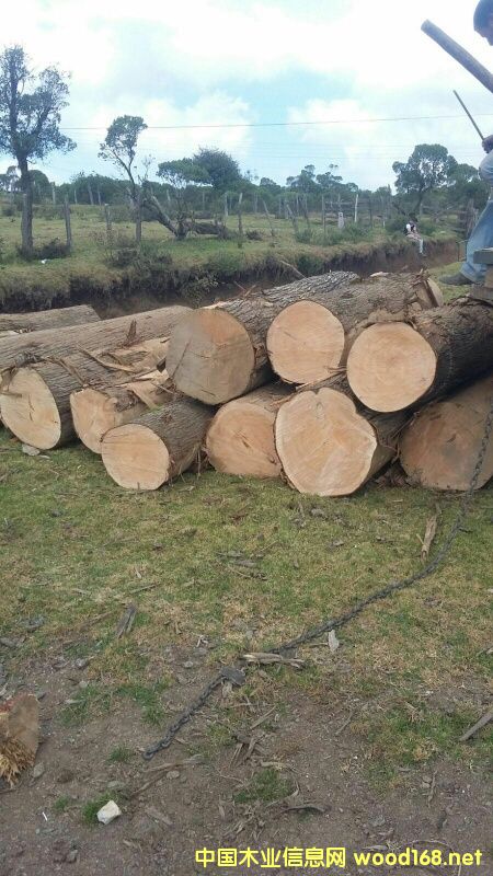 �c(di��n)���鿴������ ��ľ�Ŵ�DƬ