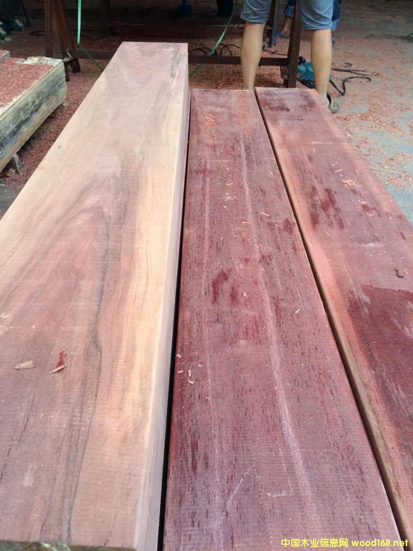 山樟木的詳細介紹