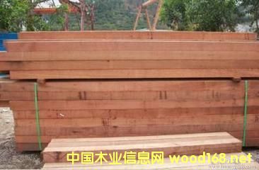 紅雪松的詳細介紹