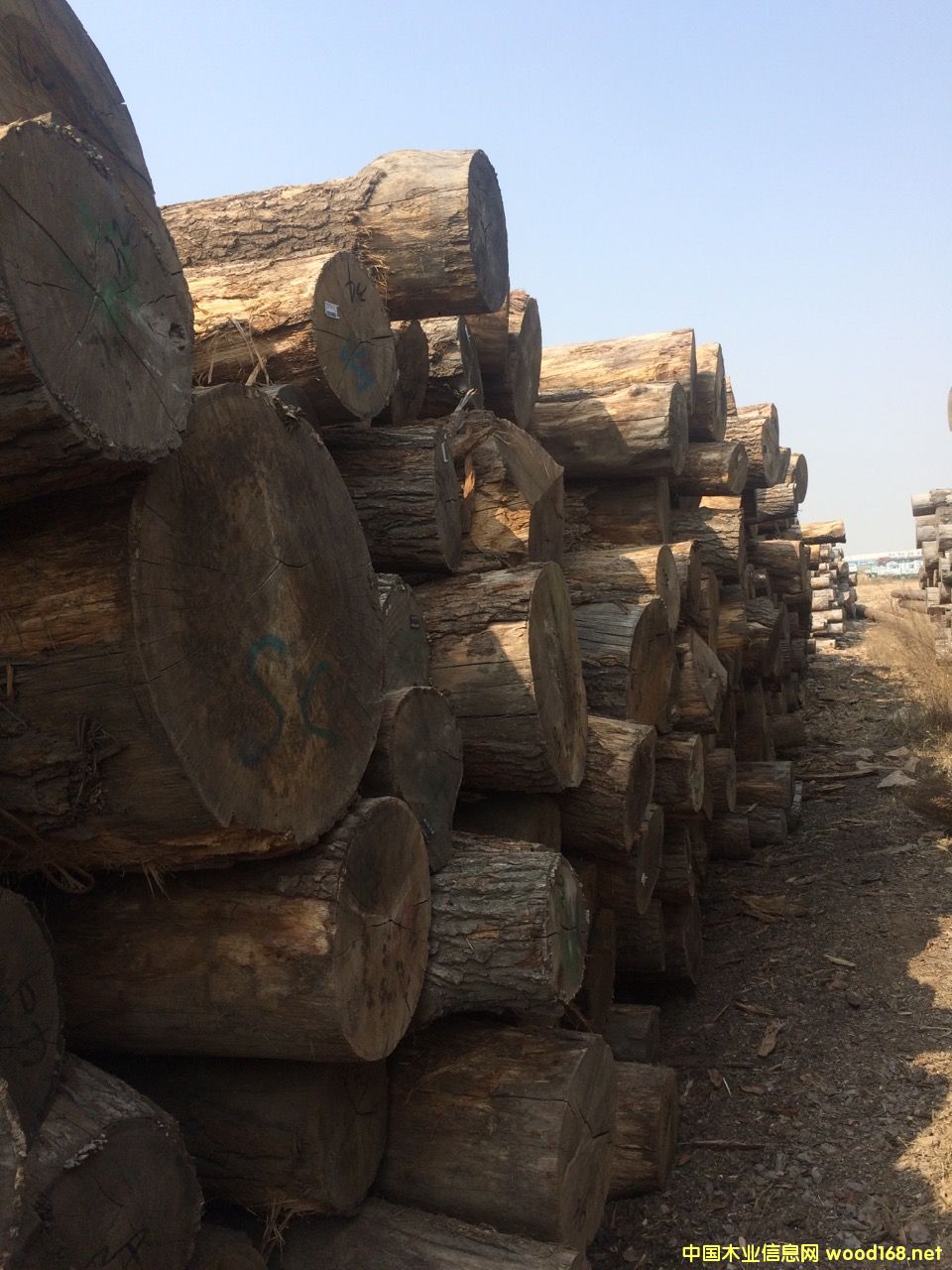 �M(j��n)��ԭľ