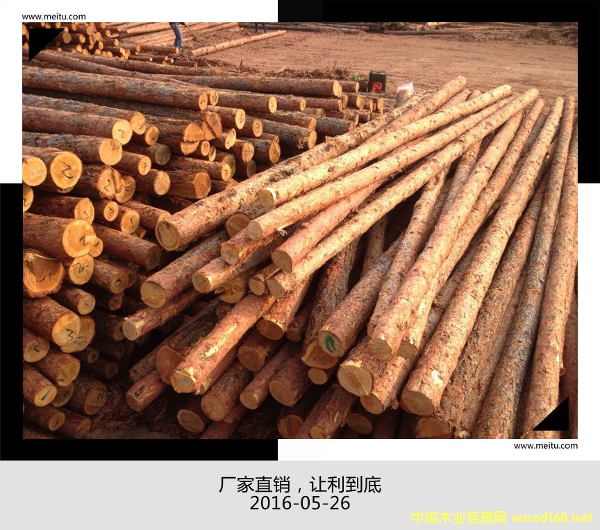 ���~�ɺӵ���ľ