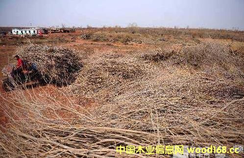 ������˹ɳ���ؽMľ��ɳ��ľ�Ͳ����ٻ����γ�Ҏ(gu��)�����a(ch��n)�I(y��)