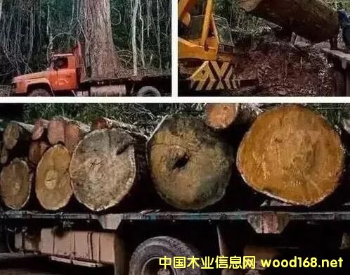 �tľ���o�Ŀ��ã���t��֦�q��40%�����黨��q��65%