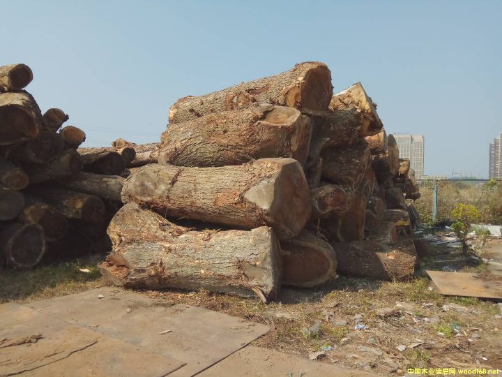 ������ľ