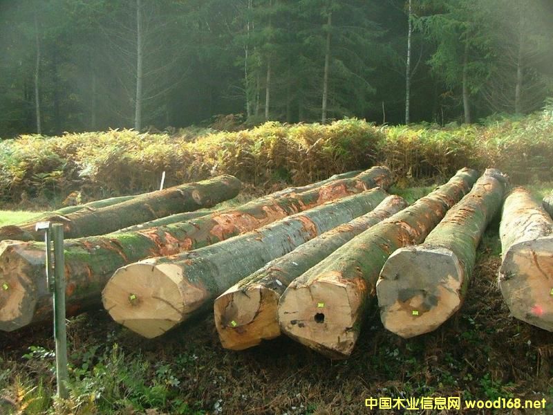 ������ľԭľ