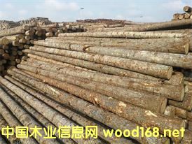 ���ɺӵ���ľ