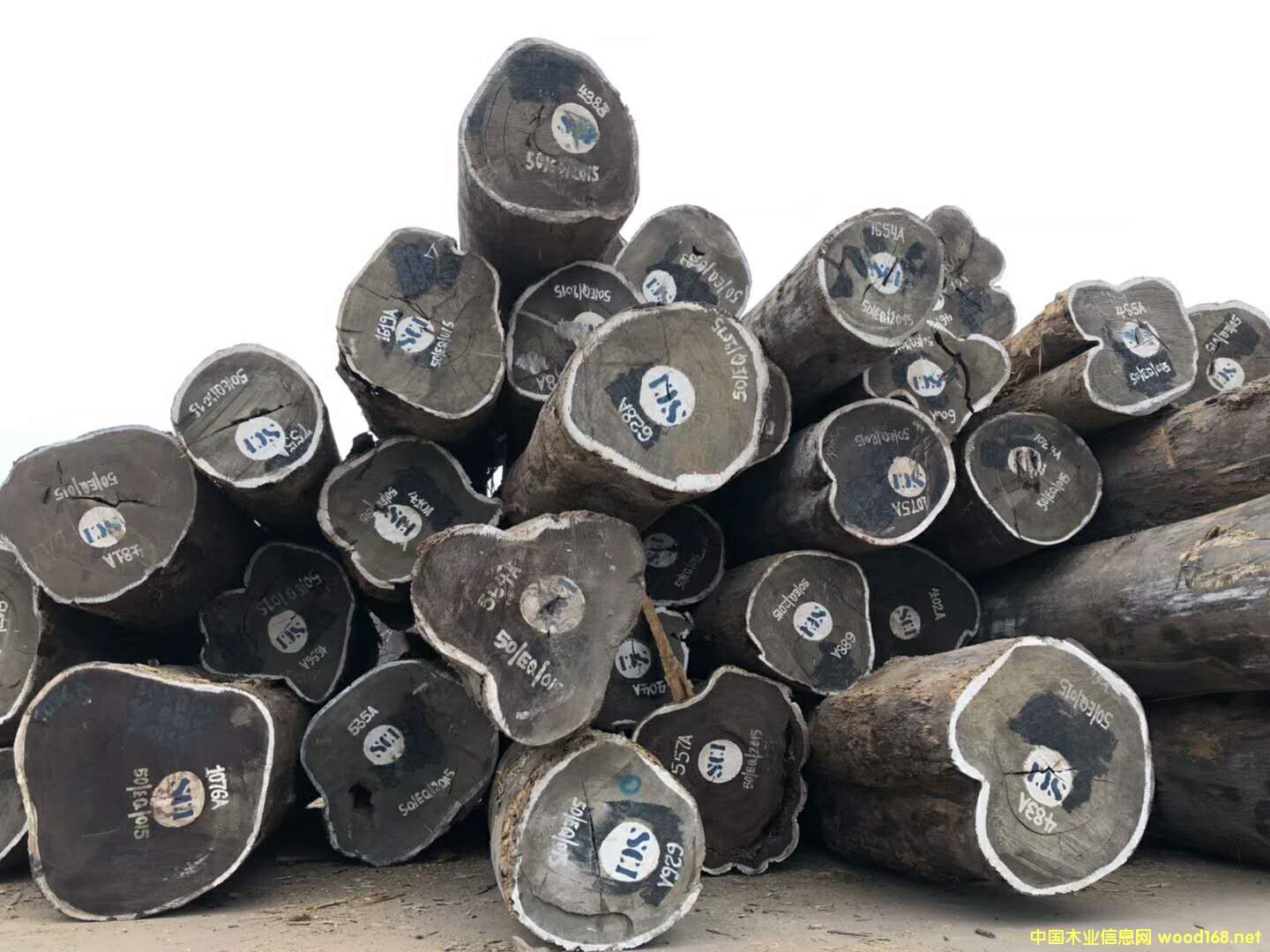 [��] ���ބ������u��ľԭľ��� �����¶�ľ