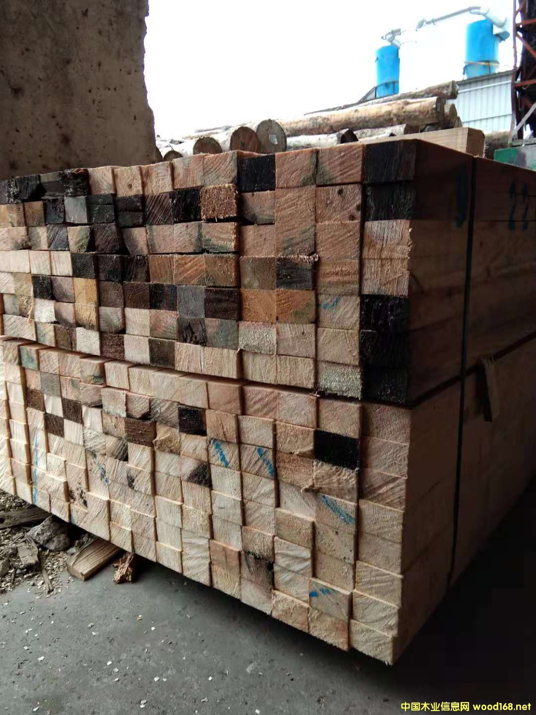 [��] ����ľ����ľ����Fɼ����SPF