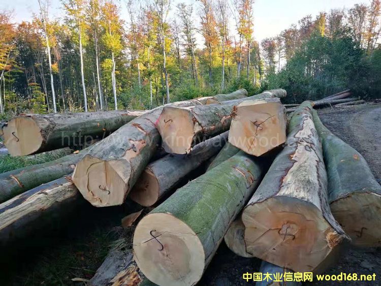 �W�ޙ�ľԭľ��Ԕ��(x��)��B