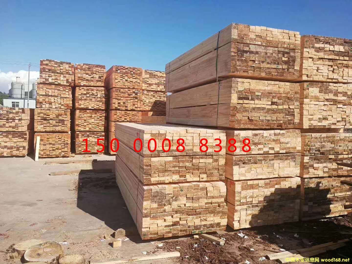 加勒比松的詳細(xì)介紹