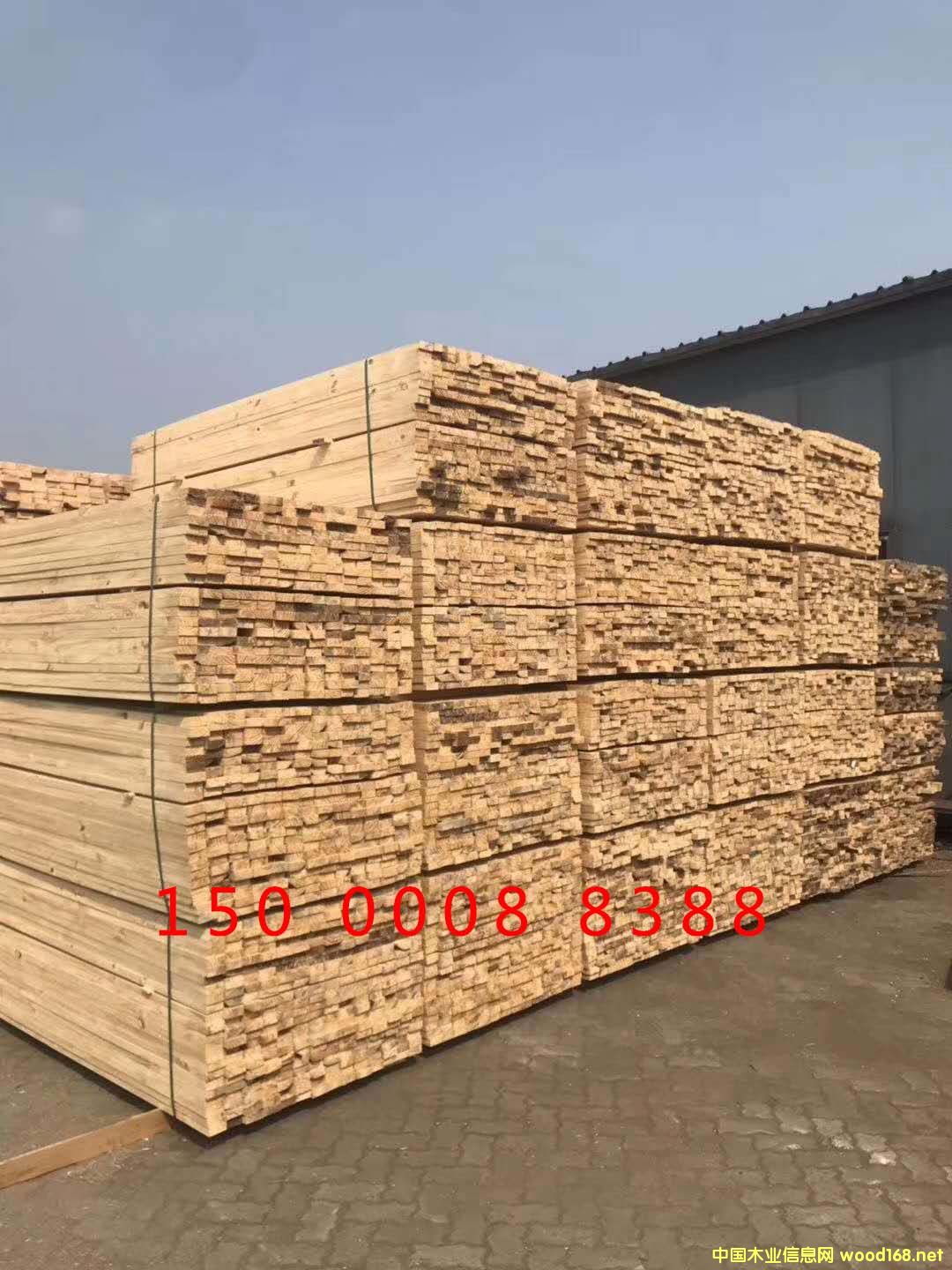 鐵杉的詳細(xì)介紹