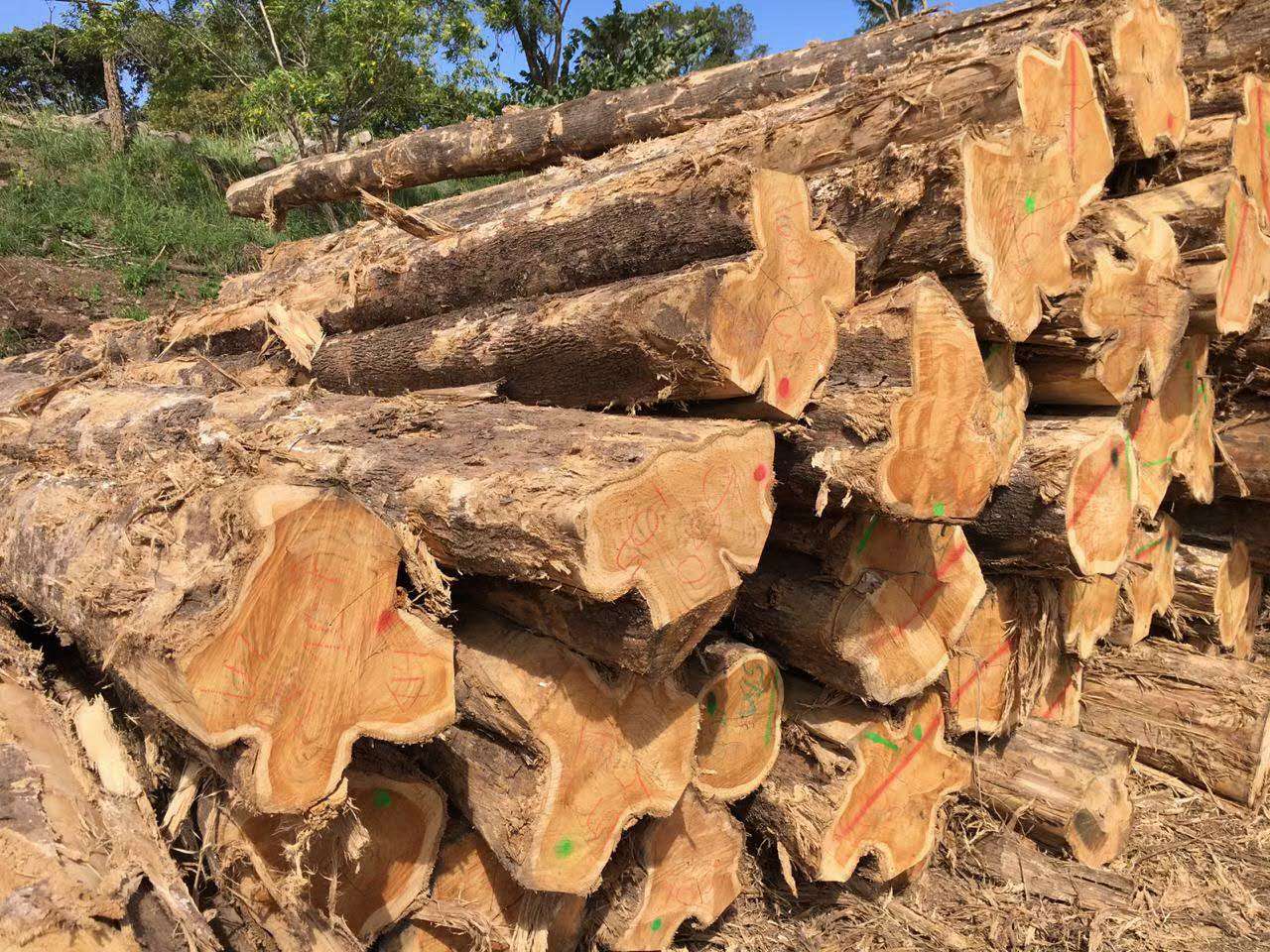 �c(di��n)���鿴������ľС��ľԭľ�Ŵ�DƬ