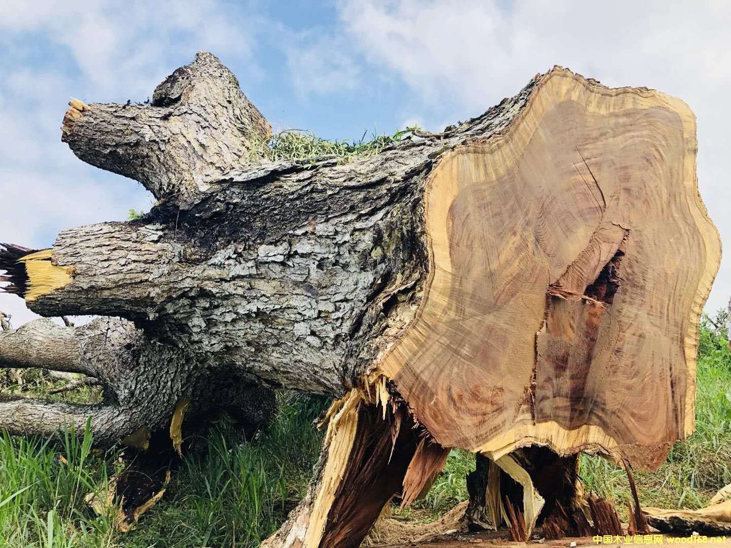 ���������ľ