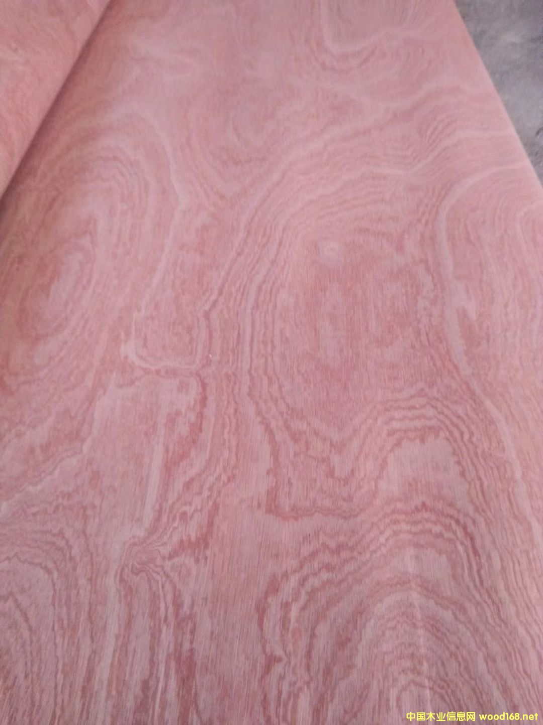 ɳ������Ƥ