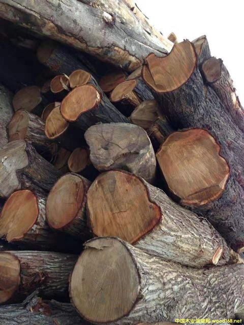 [��] �L�ڹ���(y��ng)���~��˼ľ�� ������ľ��ACACIA