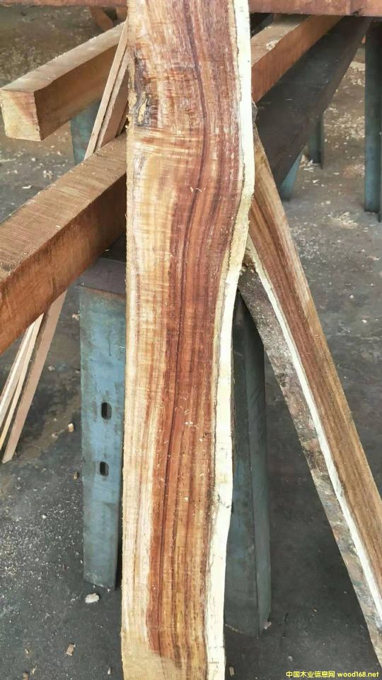 [��] �L�ڹ���(y��ng)���~��˼ľ�� ������ľ��ACACIA