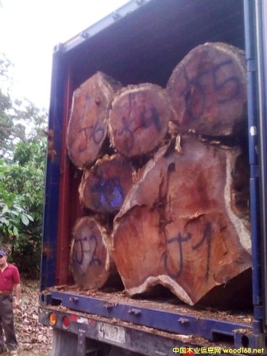 [��] ����(y��ng)�M����˼ľACACIA����ľ����Ϛgľ