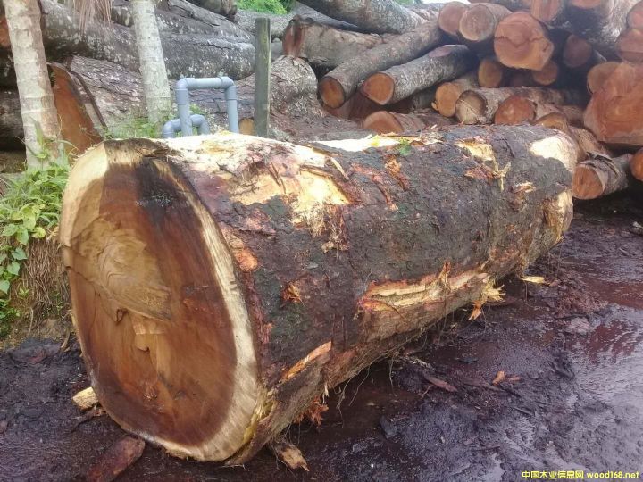 [��] �L�ڹ���(y��ng)�M�ڽ�Ϛg��ACACIA�� ����ľ�� ����ľ����������ľ