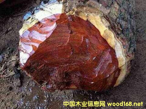 Ѫ̴���������ı���؟���Ƿ������Ї�ľ���Q(m��o)���̪��ԳГ���