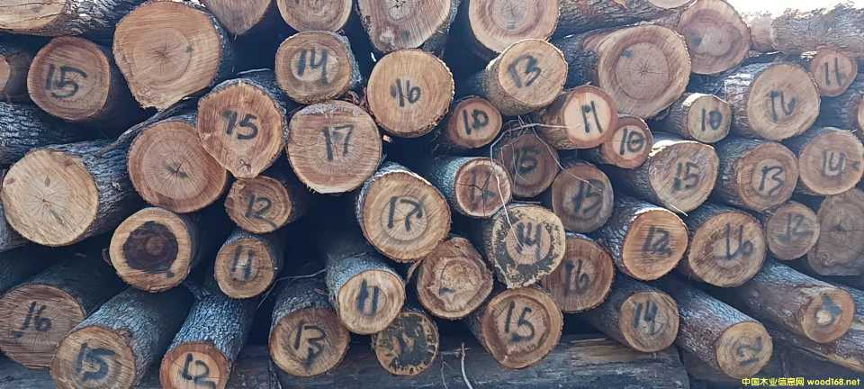  ����Ӳ�sľ