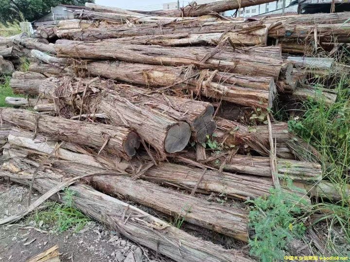 ������֦