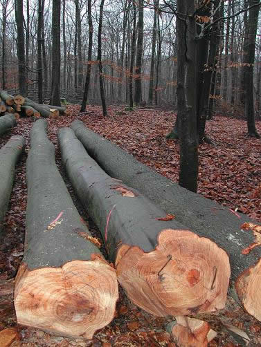 ����ľ��Ԕ����B